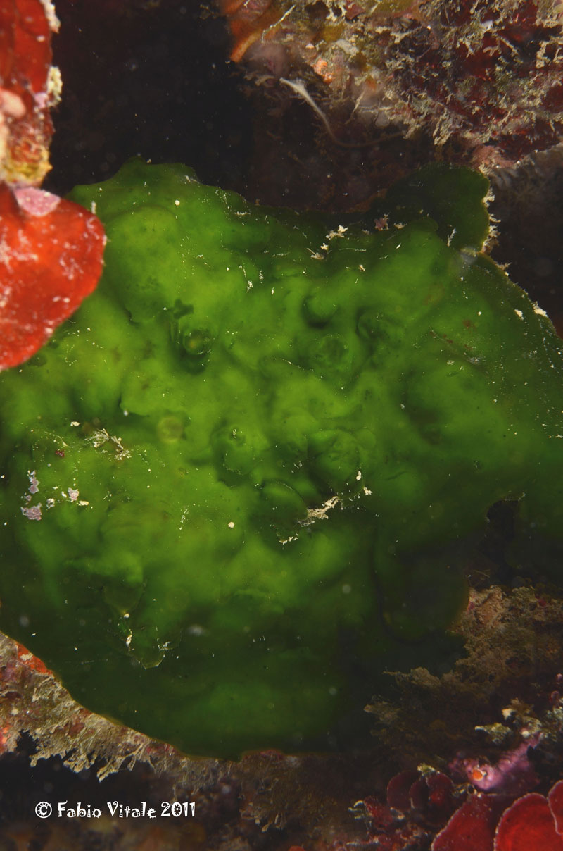 Palmophyllum crassum